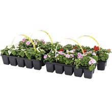 Flitiga Lisa FLORASELF Impatiens walleriana Ø5cm 10st