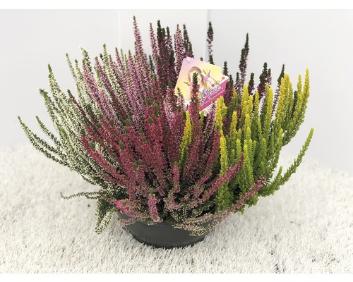 Ljung FLORASELF Calluna vulgaris 'Beauty Ladies High Five' krukstorlek Ø23cm blandade sorter/färger