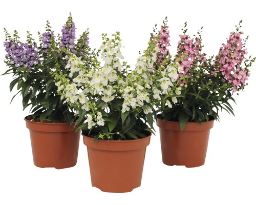 Tre krukväxter med blommor