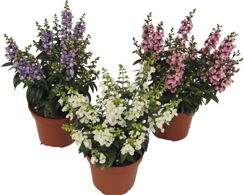 Angelonia FLORASELF Angelonia augustifolia 'Serenita' 20-25cm krukstorlekØ12cm Tre lejongap i krukor