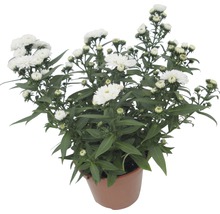 Krukaster med vita blommor och gröna blad i kruka