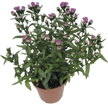 Krukväxt med purpurfärgade blomknoppar och gröna blad