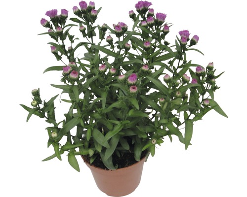 Krukväxt med purpurfärgade blomknoppar och gröna blad