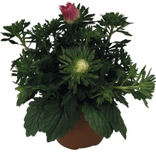 Aster i kruka med knoppar och blommor