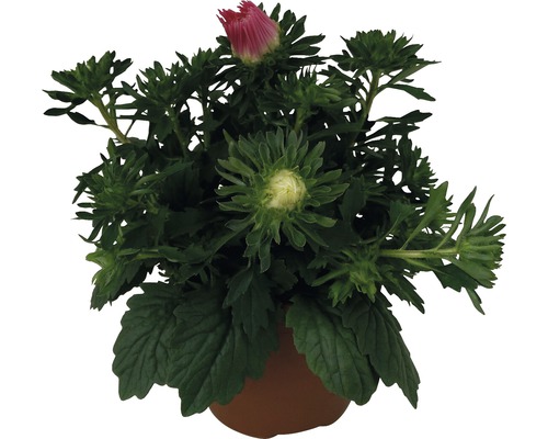 Aster i kruka med knoppar och blommor