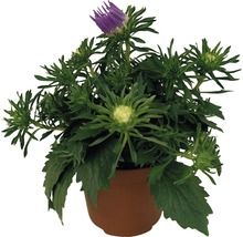 Krukväxt med lila blomma och gröna blad