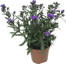 Kryddaster med lila blommor i kruka