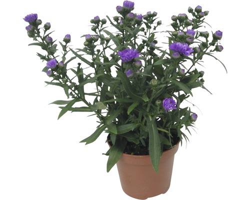 Kryddaster med lila blommor i kruka