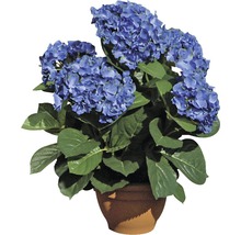 Blå hortensia i kruka