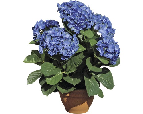 Blå hortensia i kruka