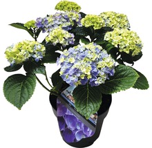 Hortensia i kruka med blågula blommor