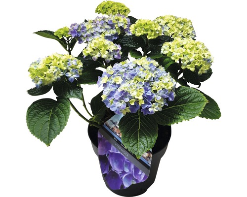 Hortensia i kruka med blågula blommor