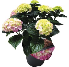 Hortensia i kruka med gröna och rosa blommor