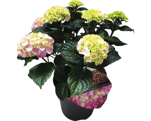 Hortensia i kruka med gröna och rosa blommor