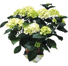 Hortensia i kruka med gröna och vita blommor