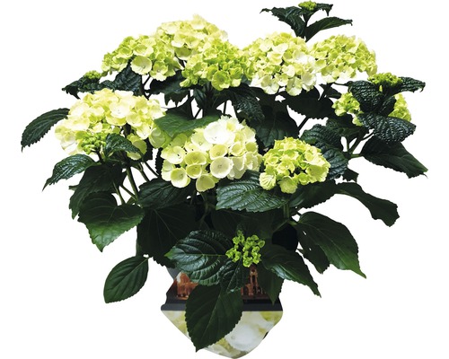 Hortensia i kruka med gröna och vita blommor