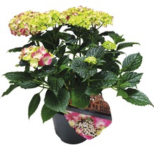 Hortensia i kruka