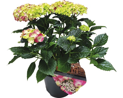 Hortensia i kruka