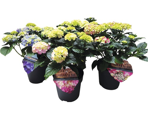Hortensia mix FLORASELF Hydrangea macrophylla 25-30cm co 5L tillfälligt sortiment Flera hortensior i kruka