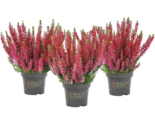 Tre ljungplantor i kruka