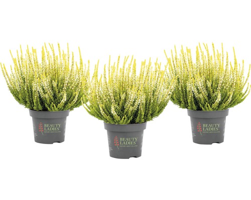 Tre ljungväxter i kruka