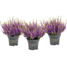 Tre krukväxter med lila blommor av ljung