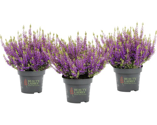 Tre krukväxter med lila blommor av ljung