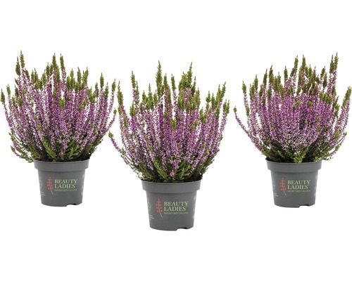 Calluna, ljung, höstljung mix FLORASELF Calluna vulgaris Beauty Ladies Ø11cm blandade utföranden enfärgad Tre ljungväxter i krukor