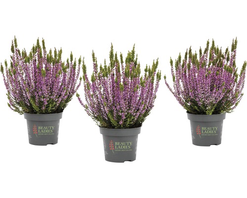 Calluna, ljung, höstljung mix FLORASELF Calluna vulgaris Beauty Ladies Ø11cm blandade utföranden enfärgad