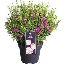Aster Pink Topas i kruka