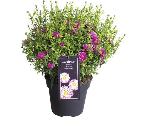 Oktoberaster FLORASELF Aster dumosus Pink Topas 40-45xØ17cm