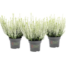 Tre krukväxter ljung med vita blommor