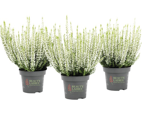 Tre krukväxter ljung med vita blommor