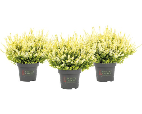 Tre ljungplantor i kruka