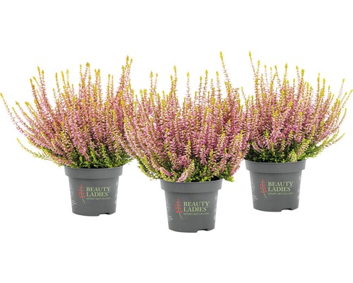 Tre ljungväxter i krukor