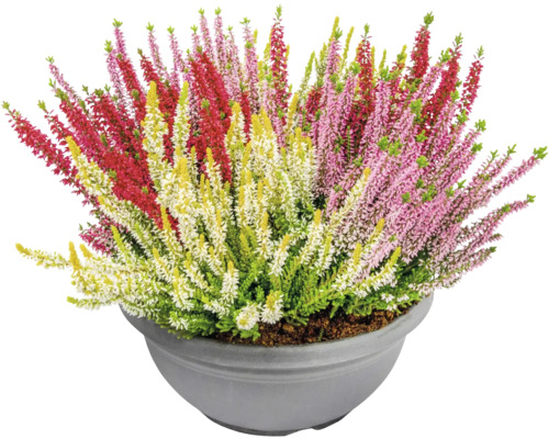 Trefärgad Ljung FLORASELF Calluna vulgris 'Beauty Ladies' Trio Ø23cm skål blandade sorter & färger