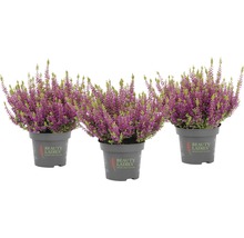 Tre krukväxter med lila blommor