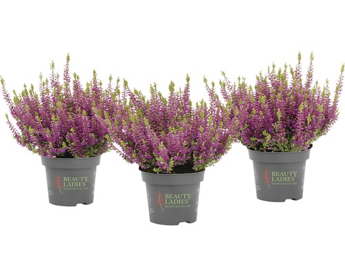 Tre krukväxter med lila blommor