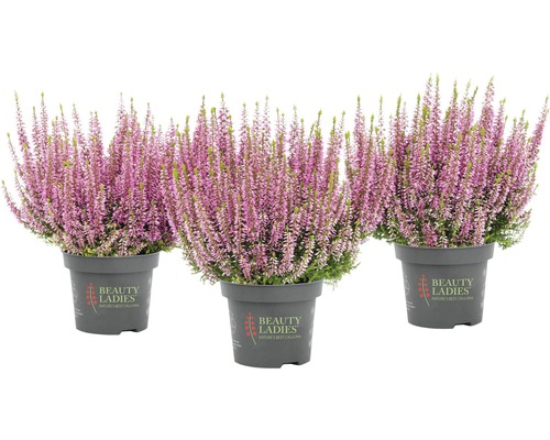 Tre ljungväxter i krukor