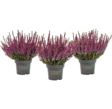 Tre krukväxter med lila blommor