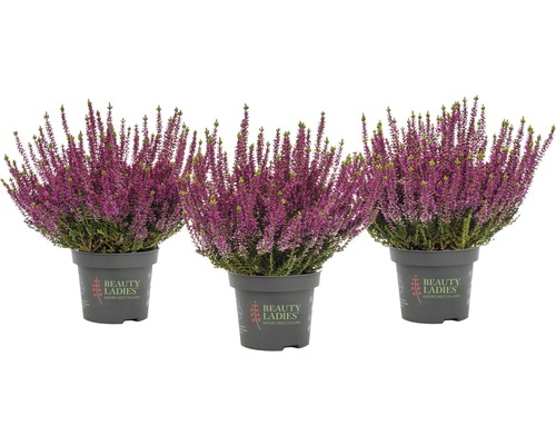 Tre krukväxter med lila blommor