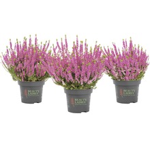 Tre ljungplantor i kruka