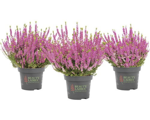 Tre ljungplantor i kruka