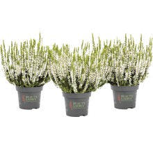 Treljungplantor i kruka