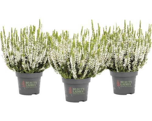 Treljungplantor i kruka