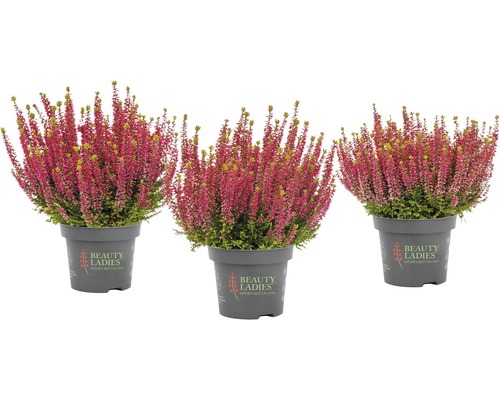 Tre ljungväxter i kruka