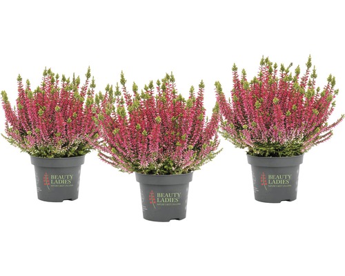 Tre ljungväxter i kruka