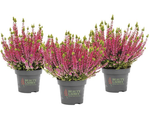 Tre ljungväxter i kruka