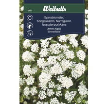 Fröförpackning spetsblomma Ammi majus Snowflake