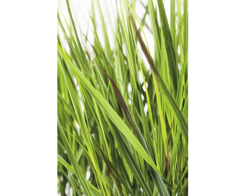 Gräs med långa, smala blad